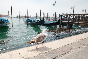 Sea gull  in Venice on a sunny day, traditional ialian gondolas on background. Gulls over Grand Canal. Travel Ital, Venezia