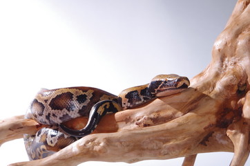 뱀.애완용. 애완용뱀. 파충류. 