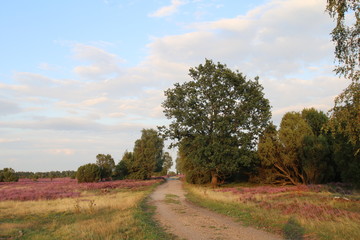 Wunderschöner Sonnenuntergang in der blühenden Lüneburger Heide