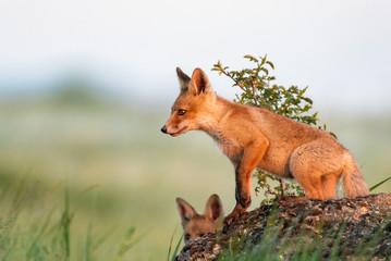 Fox cub. Young red Fox stands on a rock in the evening light