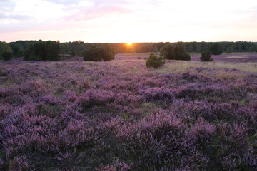 Wunderschöner Sonnenuntergang in der blühenden Lüneburger Heide