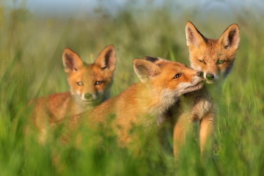 Three young red Foxes in grass on a beautiful light