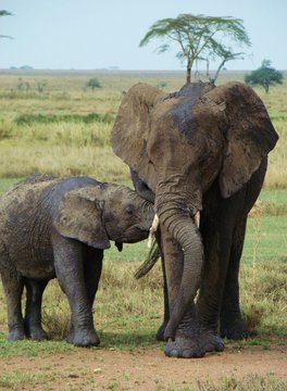 Elefante amamantando a su cr&iacute;a