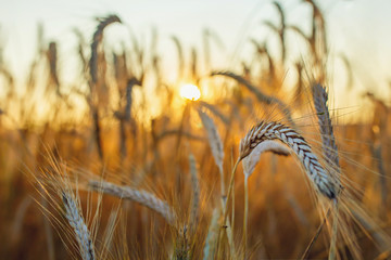 Spelled (Triticum spelta). Grain. Cereal, species of the genus Corn (Triticum). Beautiful sunset with ears of corn