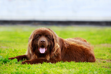 Dog breed Newfoundland