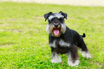 Dog breed miniature schnauzer