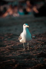 Möve