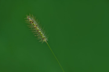 the beauty of green in nature