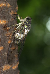 매미. 곤충. 여름.  