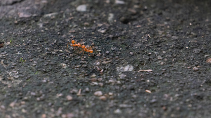 Two red ants talking on the floor
