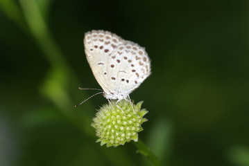 부전나비.곤충. 