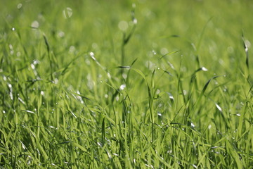 Green grass with water drops in sunlight, selective focus. Summer nature background, dew on sunny meadow