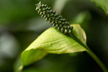  the beauty of green in nature