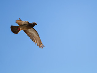 the beauty and freedom of the bird