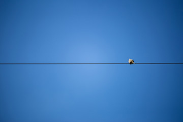 the beauty and freedom of the bird