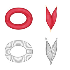 Vector illustration of fiber and muscular sign. Set of fiber and body stock vector illustration.