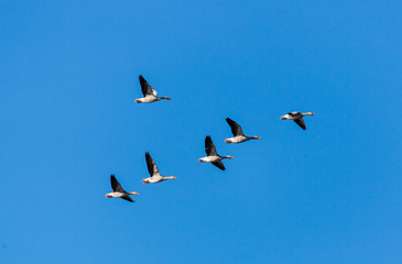 Graugänse im Formationsflug