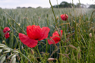 Selective focus on poppy flower, wild poppy flowers in summer meadow