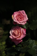 rose, flower, pink, red, nature, garden, love, roses, beauty, green, beautiful, bloom, flora, plant, flowers, petals, macro, black, valentine, petal, yellow, romance, blossom, romantic, floral