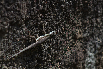 close up of a lizard