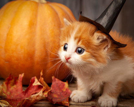 halloween pumpkin jack-o-lantern and ginger kitten on black wood background
