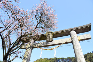 藤川天神の鳥居と梅