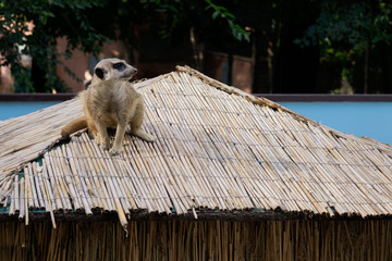 Meerkat monitors the territory. Animal in the zoo
