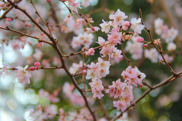 cherry blossom, tokyo, japan