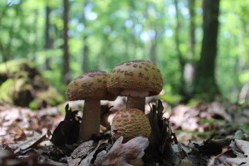 mushroom in forest