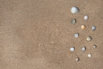 Fototapeta na wymiar Drawing of shells on the sand by the sea.