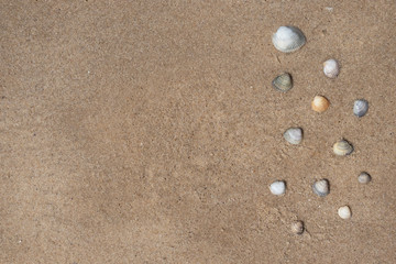 Drawing of shells on the sand by the sea.