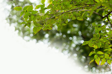 Branch with leaves on bokeh