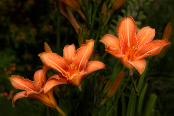 A set of three orange lilies