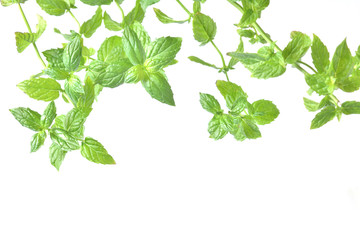 Mint leaf on a white background