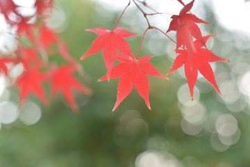モミジの紅葉　木漏れ日