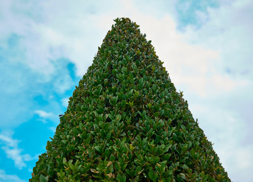 Conically cut boxwood in the shape of a strict green triangle