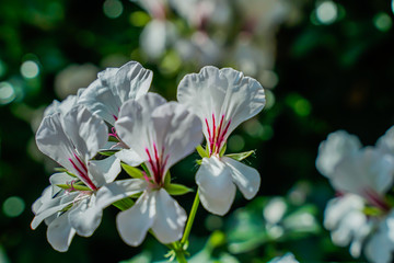 White flower, morning light, bright colors, close-up