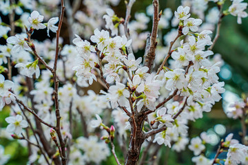 Amazing cherry blossoms in Asia. Beautiful flower domes. Sakura, beautiful tree in Singapore.