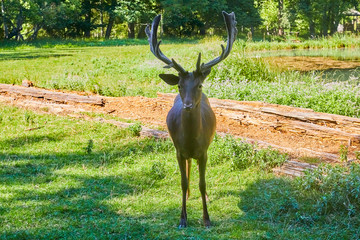 Young curious fallow deer on the forest glade.