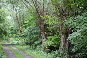 Waldweg / Weiden