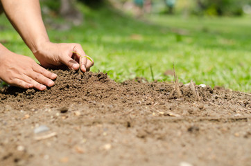 Man hands planting young tree in the garden, Eco concept.