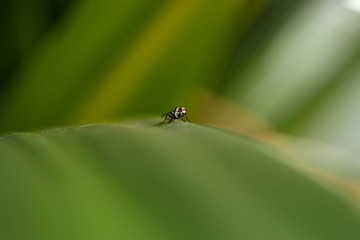 colorful insects with the green background