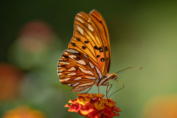 butterfly on flower