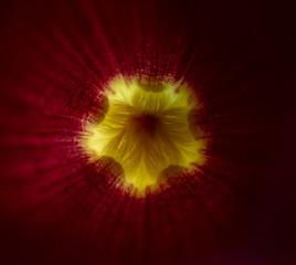 the beauty and simplicity in the colorful of flowers