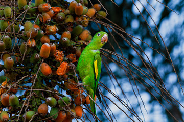 the beauty and freedom of the bird
