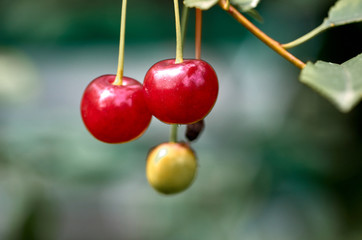 Cherries on a branch