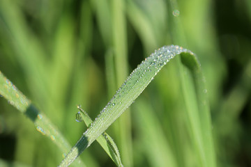 Dew on a blade of green grass, macro shot. Water drops glittering in sunny day, freshness concept, nature background