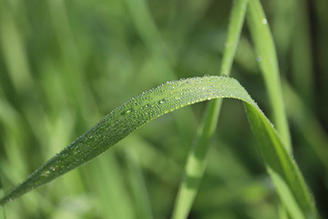 Dew on a blade of green grass, macro shot. Water drops glittering in sunny day, freshness concept, nature background