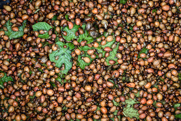 Heap of colorado potato beetle.