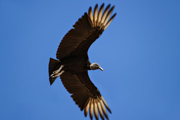 the beauty and freedom of the bird